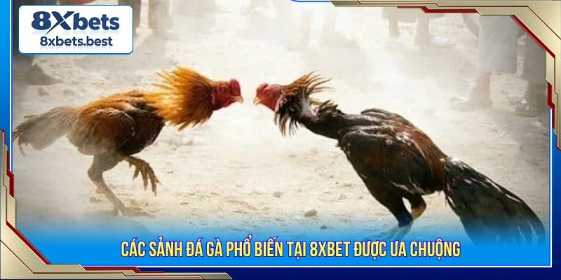 Đá Gà 8XBET - Sảnh Cá Cược Nảy Lửa Với Tỷ Lệ Kèo Ngon 2 Đá gà 8XBET các sảnh cược phổ biến