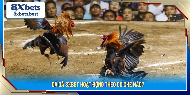 Đá Gà 8XBET - Sảnh Cá Cược Nảy Lửa Với Tỷ Lệ Kèo Ngon 1 Đá gà 8XBET cơ chế hoạt động
